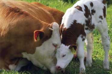 Мясо-молочные породы крс, характеристика коров молочного направления