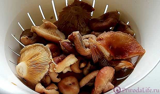 Как пожарить грибы белянки с картошкой. грибы белянки, их описание, фото, и рецепты: как их вкусно готовить
