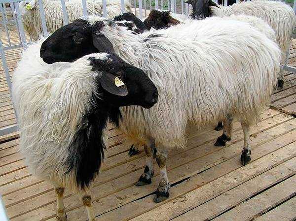 Катумская порода овец: характеристика породы, внешний вид, особенности, фото