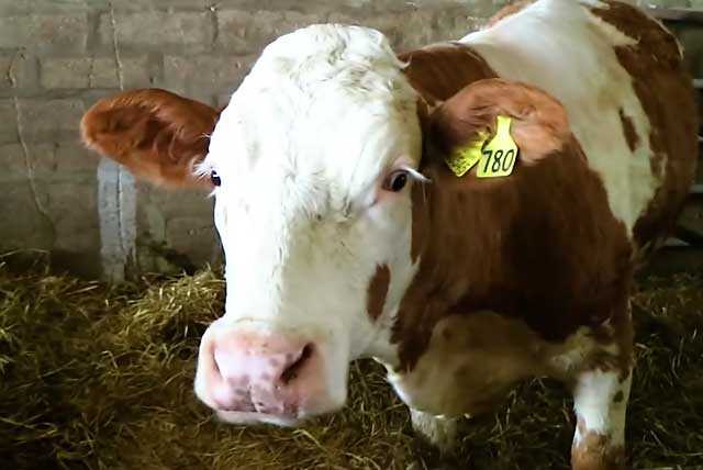 Парамфистоматидозы у коров