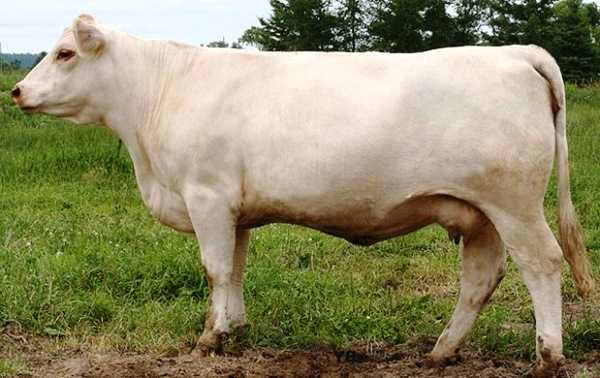 Шароле порода коров: подробное описание, характеристика, удойность и фото