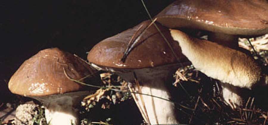 Маслёнок кедровый плачущий (suillus plorans)