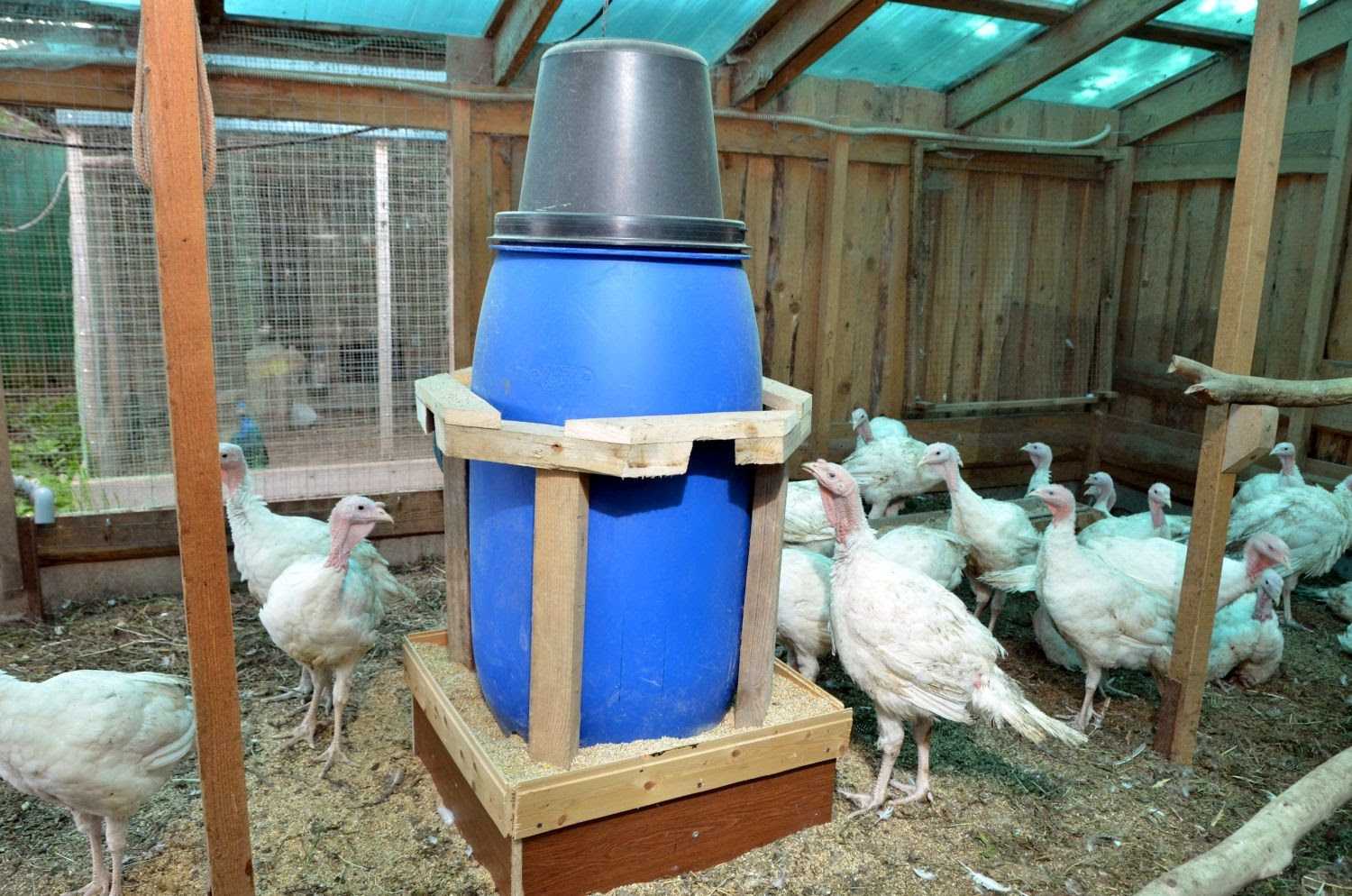 Брудер своими руками для выращивания цыплят: пошаговая инструкция