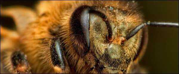 Сколько глаз у пчелы – отвечаем на вопросы