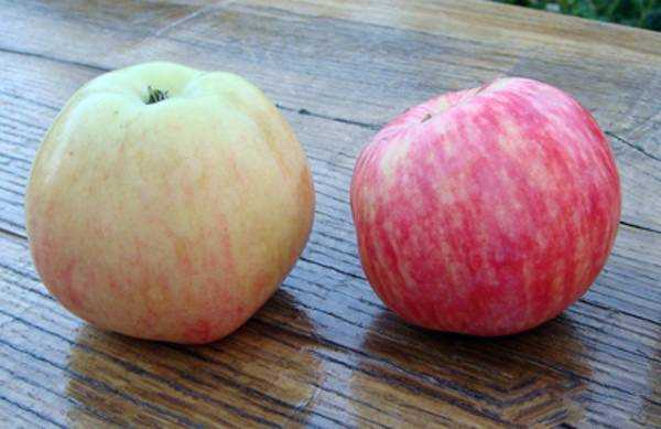 Описание яблони сорта «подарок садоводам»: фото, видео + отзывы