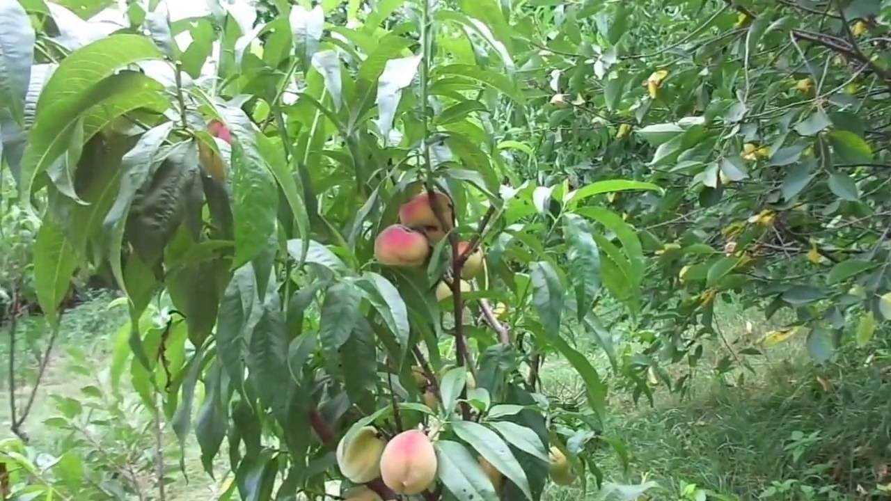 Болезни персика и их лечение, вредители персика и борьба с ними, а также, как защитить и восстановить поврежденное растение