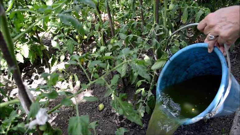 Удобрение из крапивы: польза зелёной подкормки, рецепты настоя для огурцов и других растений