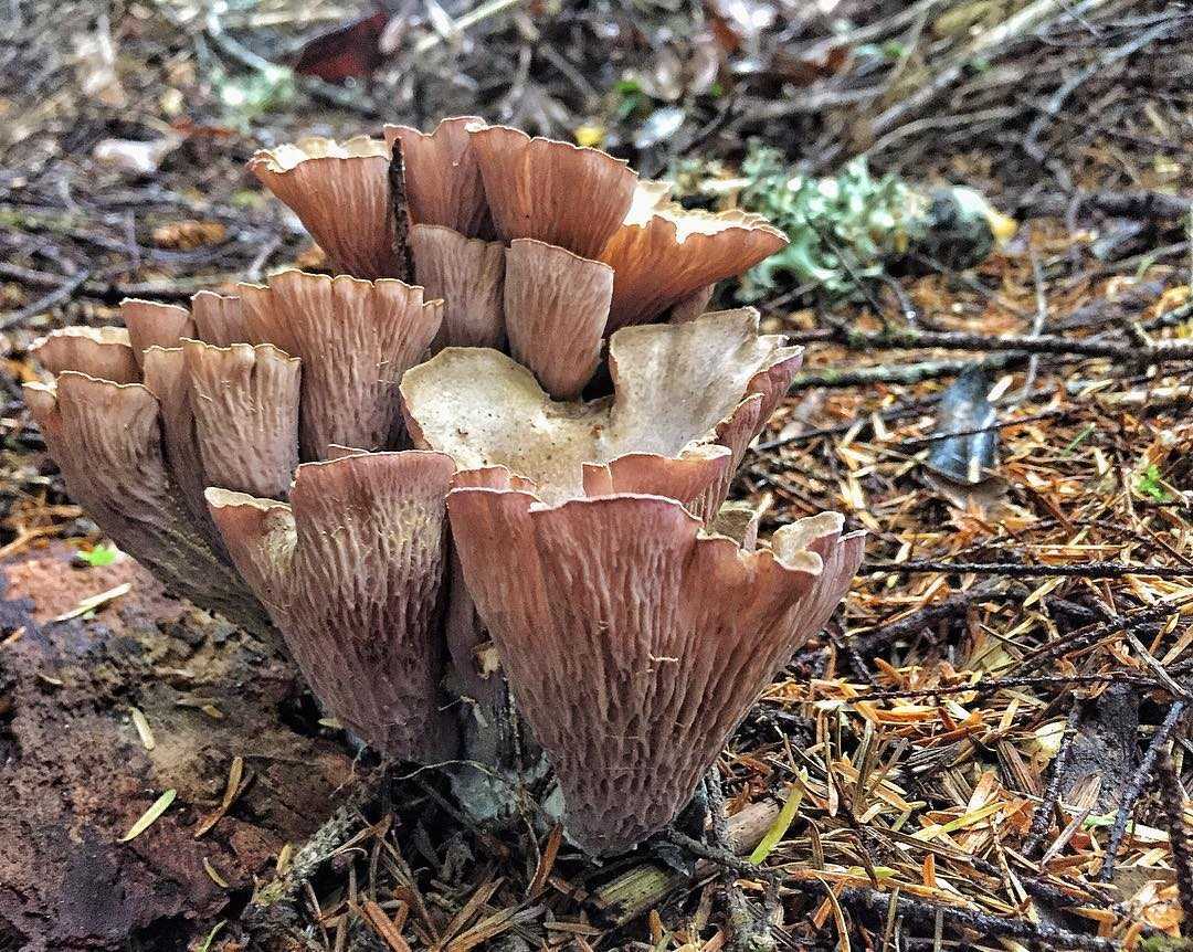 Лисичка булавовидная – гриб фиолетового цвета