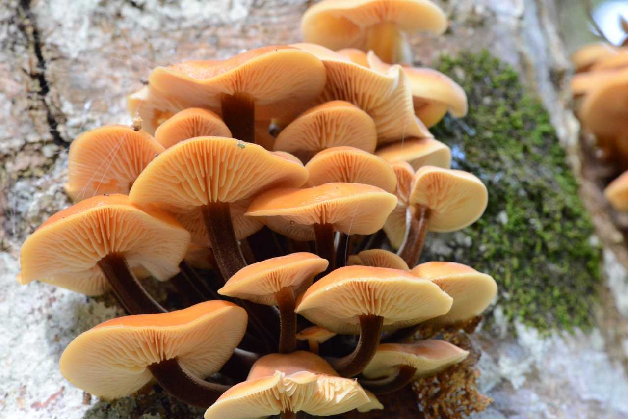 Опята - 70 фото о том как отличить ложные грибы от съедобных