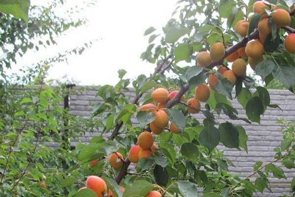 Сорт абрикоса краснощекий — описание, посадка и уход