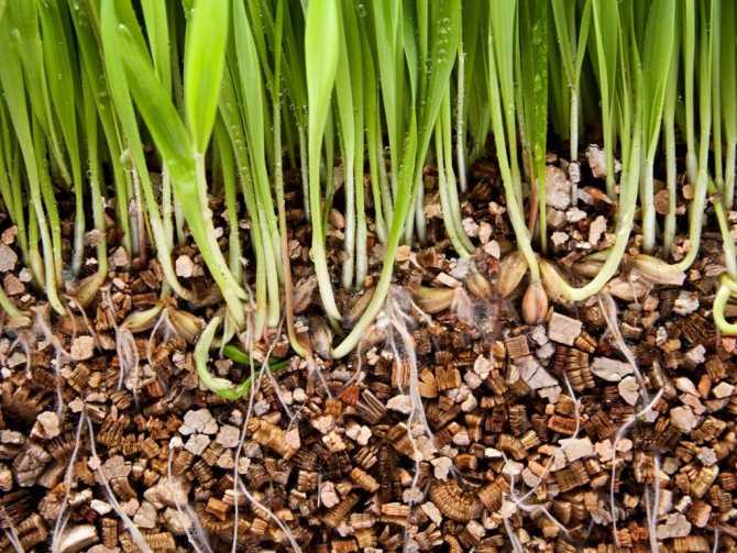 Перлит и вермикулит: свойства, разница между ними, их достоинства и недостатки в выращивании растений