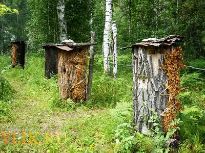 Бортничество - это старейшая форма пчеловодства. какое дерево годится для бортничества