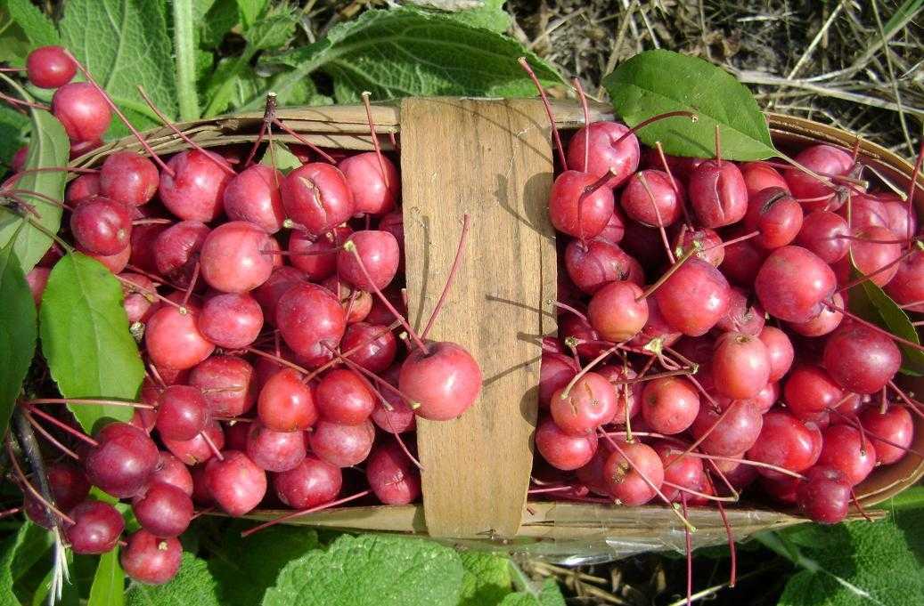 Описание сорта яблони дарунок - журнал садовода ryazanameli.ru