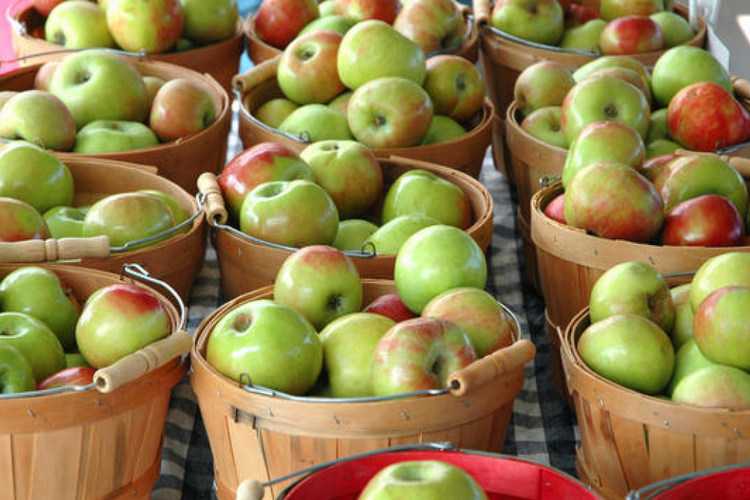 Как хранить яблоки на зиму в домашних условиях: хранение в погребе, при какой температуре хранятся