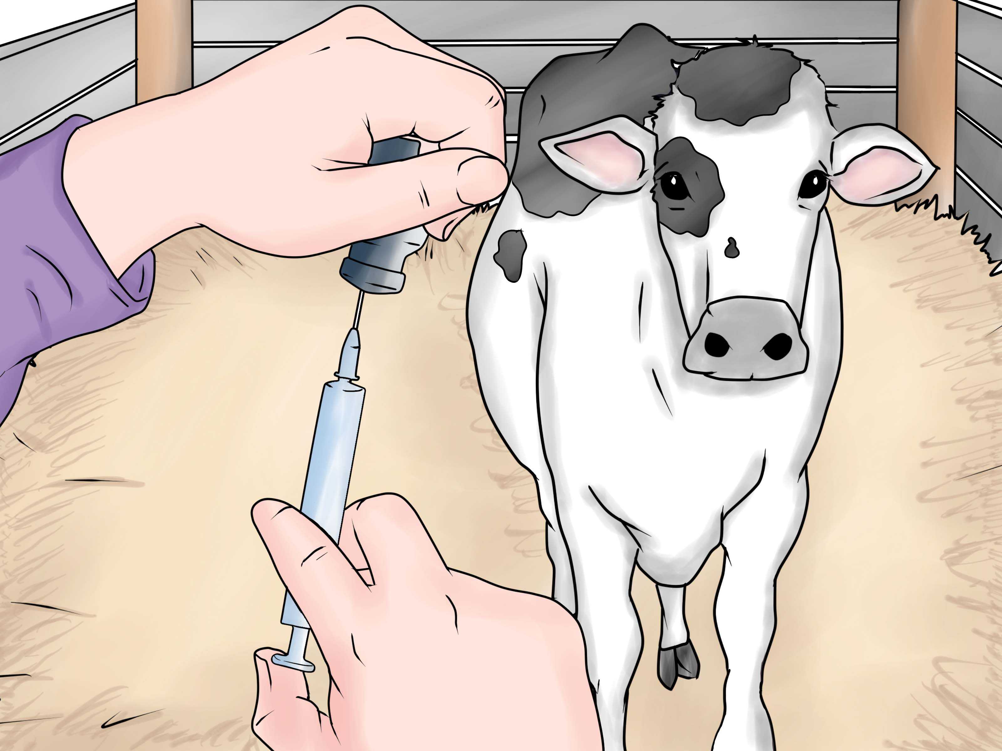 Как правильно сделать укол корове: внутримышечно, внутривенно, подкожно, назально