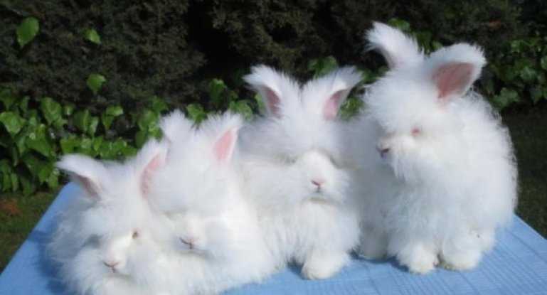 Ангорский кролик: фото, содержание, уход. Миниатюрные и крупные породы ангорских кроликов.
