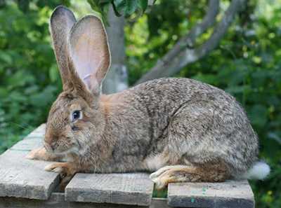 Кролики породы Ризен: отзывы, плюсы и минусы. Характеристика и особенности породы. Особенности содержания немецких ризенов. Как выбрать племенного кролика.
