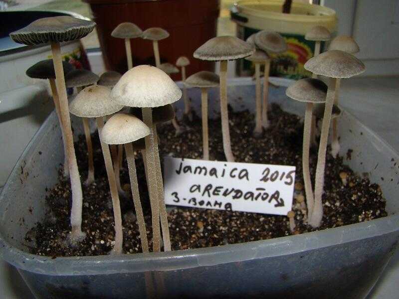 Псилоцибе полуланцетовидная (гриб веселушка) - фото и описание, где растет в россии