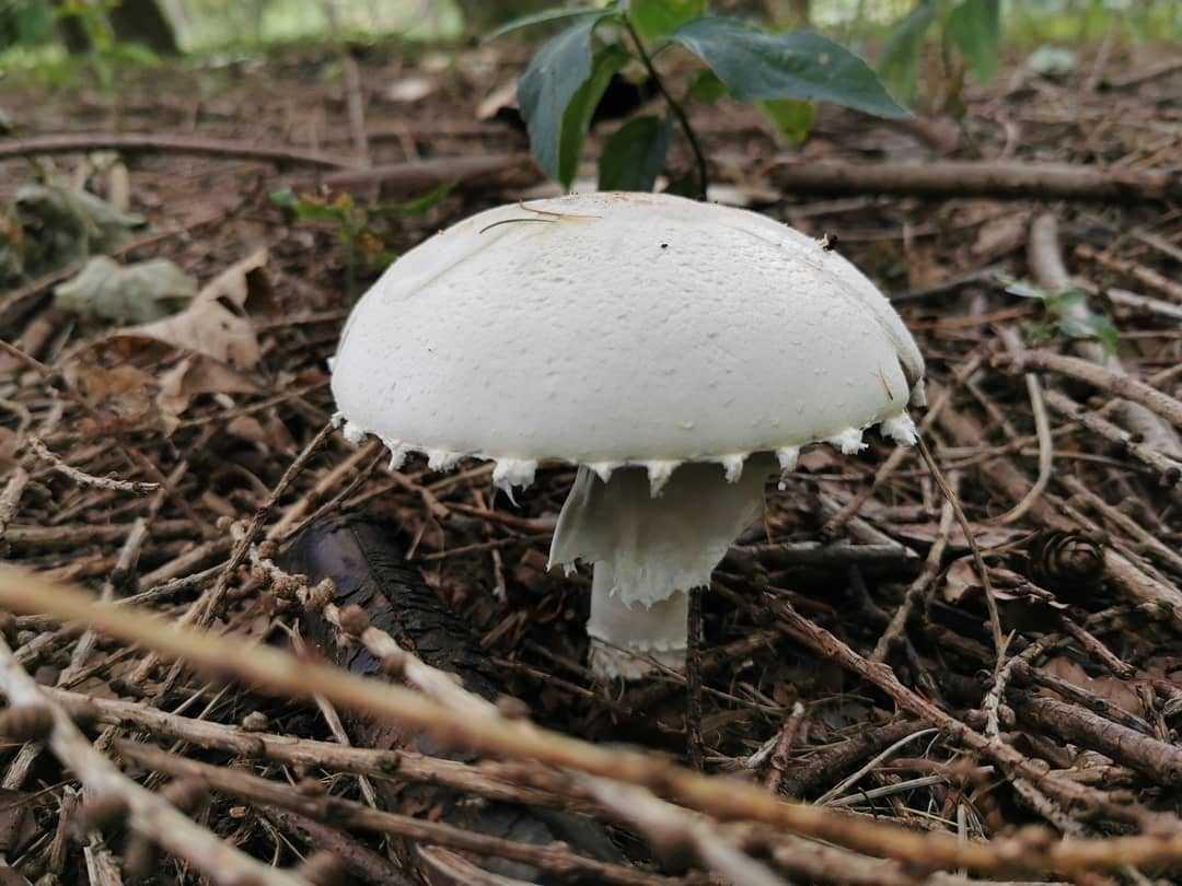 Волнушки – полезная информация о грибах. волнушки грибы фото и описание съедобных и ложных видов, как готовить на зиму | блог для дачника.