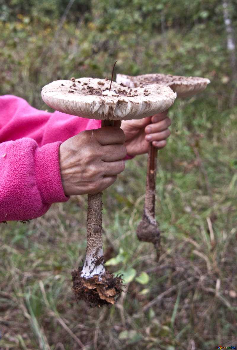 Лепиота острочешуйчатая: описание и фото гриба. Где произрастает. Можно ли употреблять в пищу. Симптомы отравления и первая помощь.