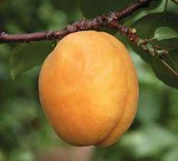 Об абрикосе погремок: описание и характеристики сорта, посадка, уход