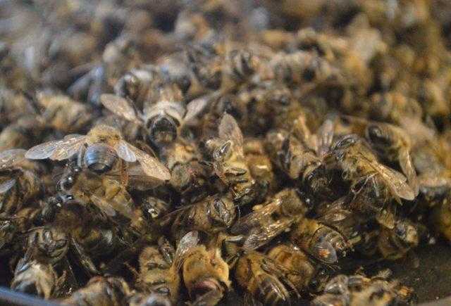 Лечение аденомы простаты пчелиным подмором: рецепты