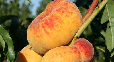 Сорта персика инжирного и выращивание