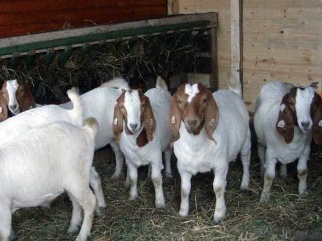 Разведение и выращивание коз как бизнес в домашних условиях 2021