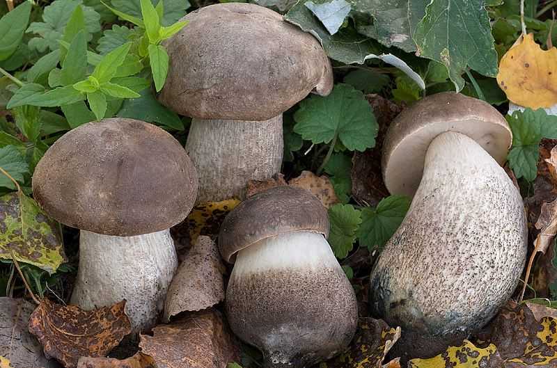 Съедобные грибы приморья. какие грибы растут в приморском крае?