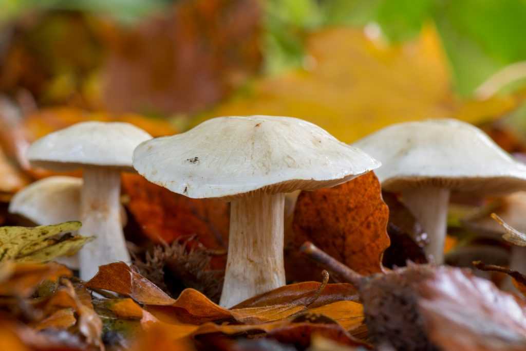 Гигрофор: лечебные свойства, польза и возможный вред гриба, ядовитые и несъедобные виды, применение