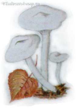 Строфария полушаровидная (тройшлинг полукруглый, protostropharia semiglobata): как выглядят грибы, где и как растут, съедобны или нет