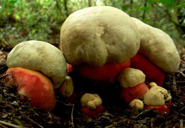 Как вырастить чайный гриб с нуля самостоятельно