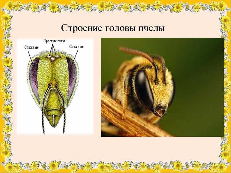 Класс насекомые. общая характеристика, строение, размножение, разнообразие и значение насекомых