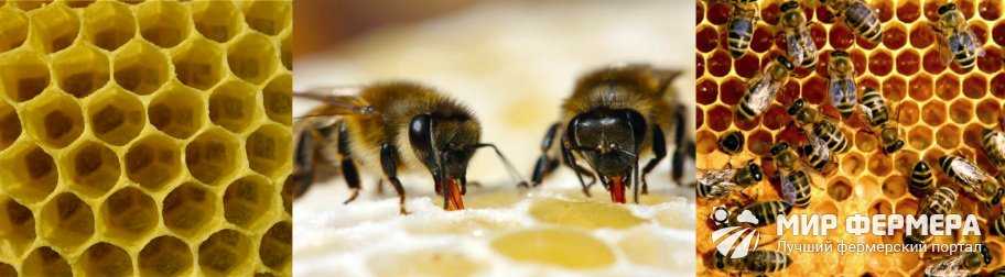 Функциональное назначение пчелиных сот, их виды и размеры. Процесс выработки воска и постройки сот пчелами. Запечатывание сот с медом.