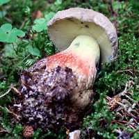 Коллибия (гриб). описание, фото и виды