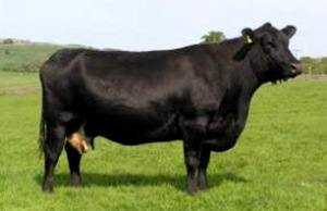 Описание абердин-ангусской породы коров, ее достоинства и недостатки