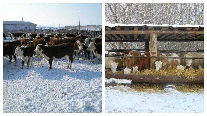 Ферма для крупнорогатого скота: выбор места, правила обустройства коровника, этапы строительства