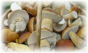 Как варить сушёные грибы - сколько варить перед жаркой и до готовности?