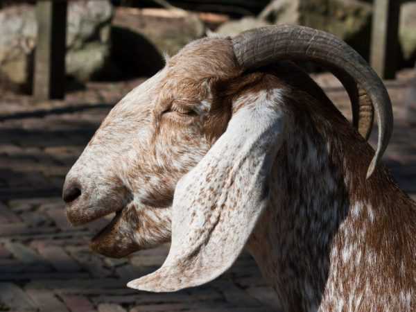Нубийские козы: описание породы | животноводство