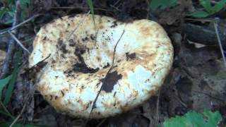 Груздь настоящий – гриб для засолки