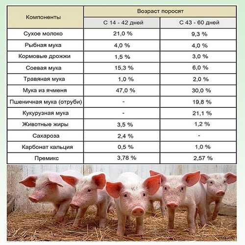 Комбикорм для свиней: преимущества, виды, составы. Приготовление смеси своими руками. Нормы кормления, правила хранения, расчет количества корма, необходимого свинье до убоя.