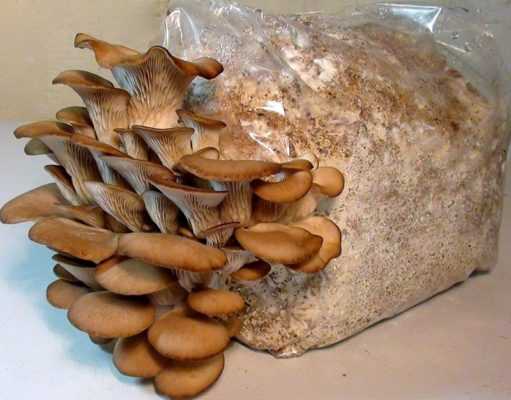 Выращивание опят в домашних условиях. как вырастить грибы опята для новичков. технология выращивания грибов опят в домашних условиях и на даче