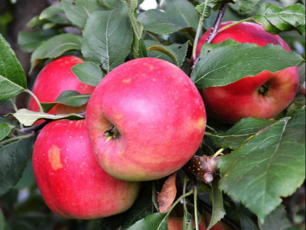 Яблоня вишневое: особенности сорта и ухода