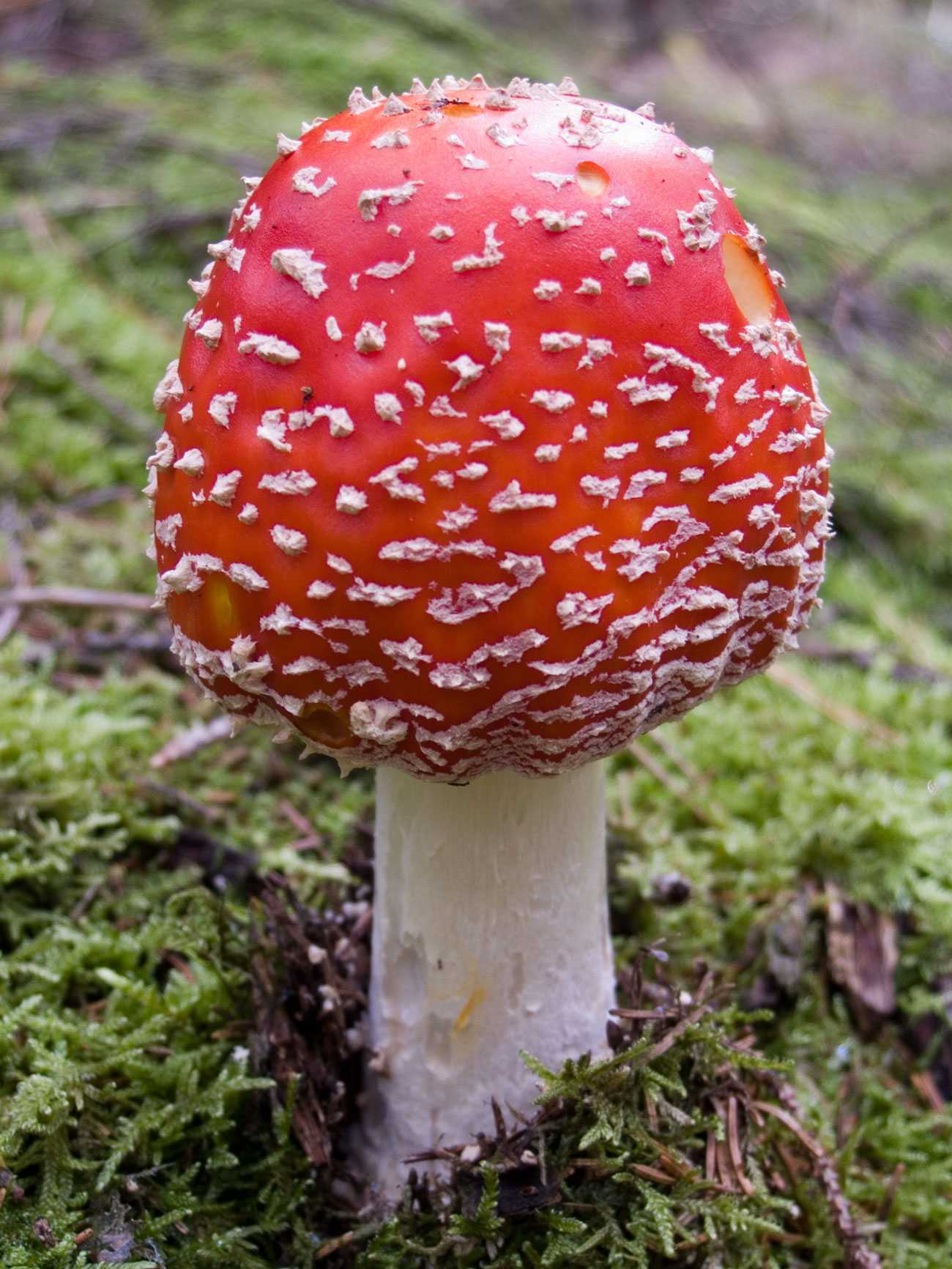 Опасные грибы