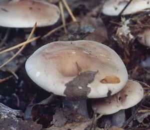 Где растет и стоит ли внимания шпальный гриб?