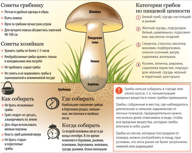 Отравление волнушками: описание распространенных видов грибов, в каких случаях они могут нанести вред здоровью. Причины и признаки отравления. Первая помощь и лечение.