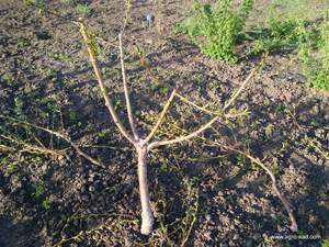 Основные правила и схемы обрезки персика весной и осенью