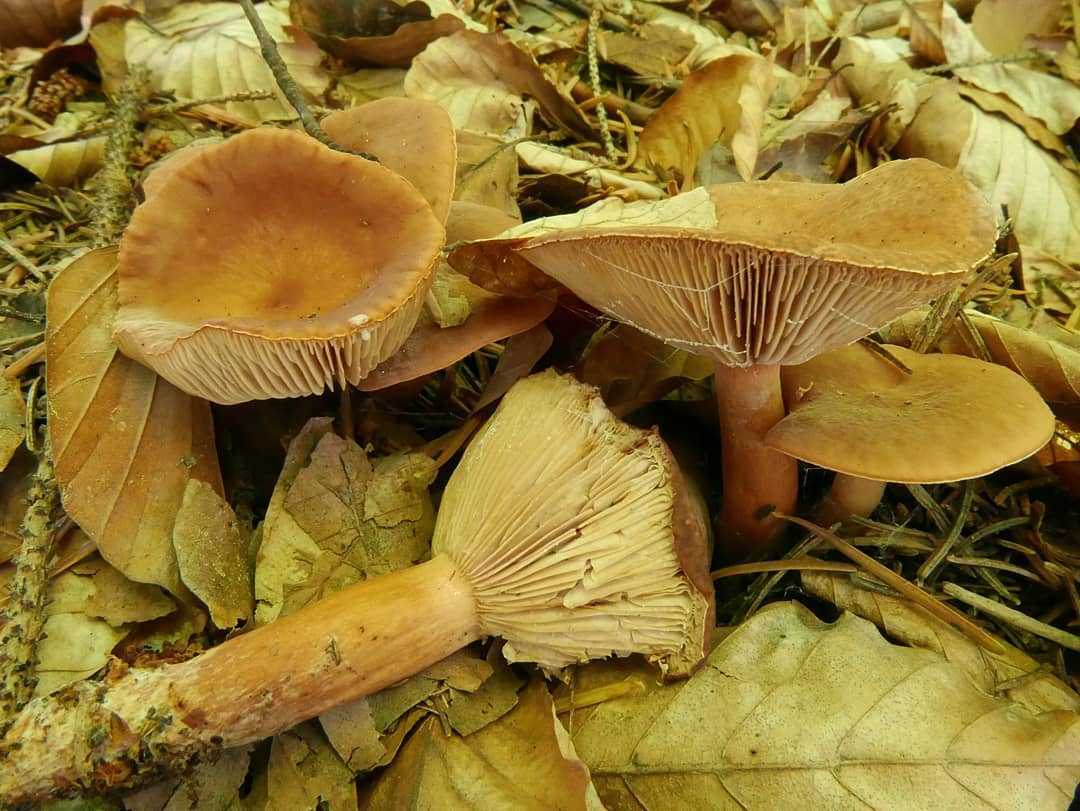 Млечник мокрый (lactarius uvidus) –  грибы сибири