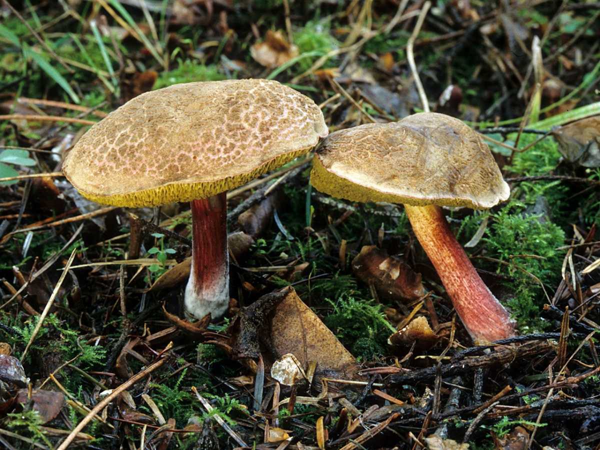 Как выглядит гриб моховик, где растет, общее описание, классификация. Наиболее часто встречающиеся виды, их особенности Пищевая ценность моховиков, кулинарное назначение, способы обработки.