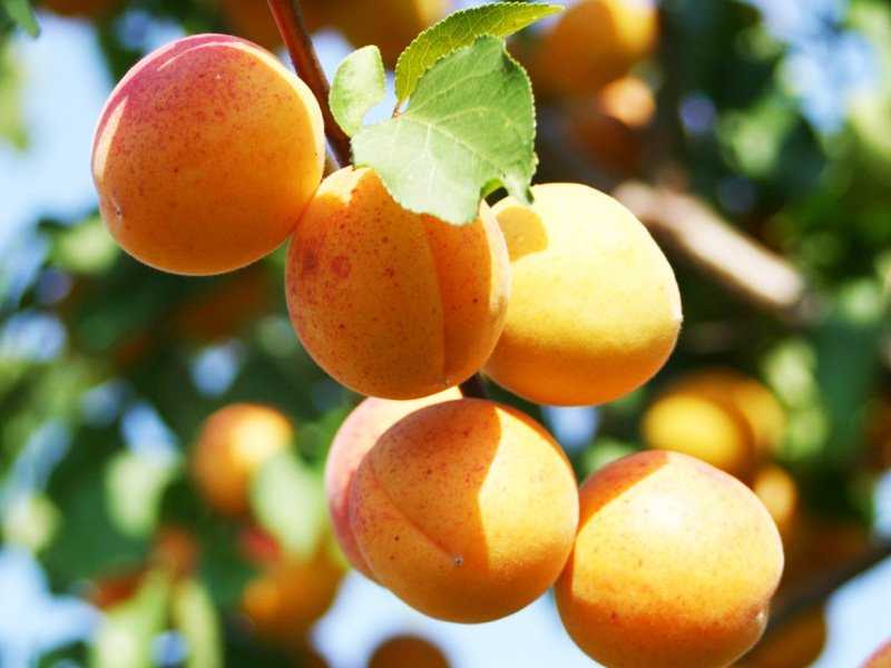 Особенности выращивания сорта абрикоса шалах